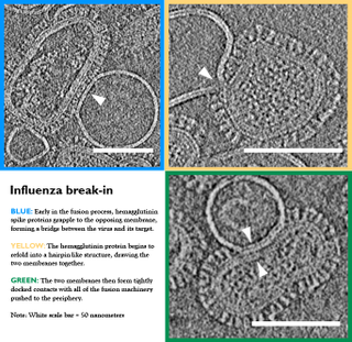 Image: Kelly Lee Lab